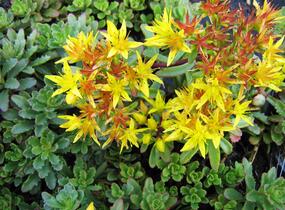 Rozchodník kamčatský - Sedum kamtschaticum