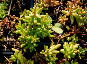 Rozchodník bílý - Sedum album