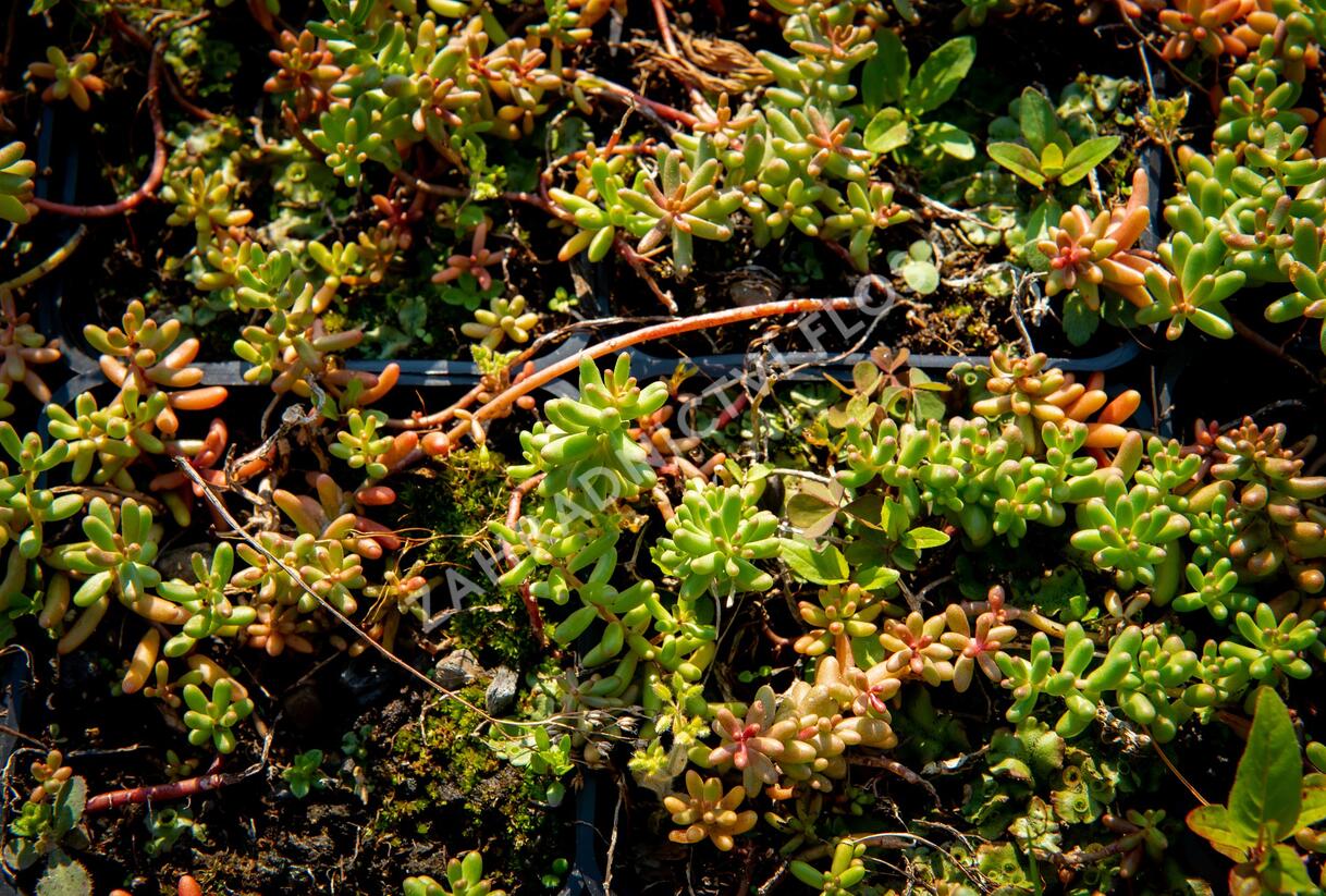 Rozchodník bílý - Sedum album
