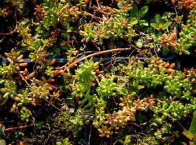 Rozchodník bílý - Sedum album