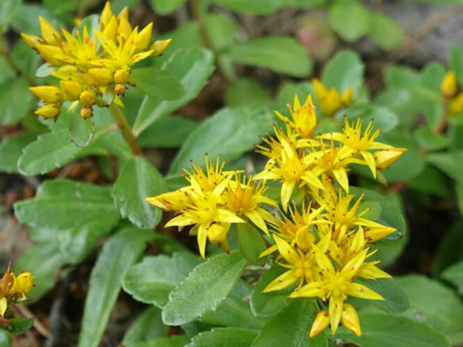 Rozchodník vždyživý - Sedum aizoon