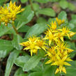 Rozchodník vždyživý - Sedum aizoon