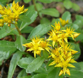 Rozchodník vždyživý - Sedum aizoon