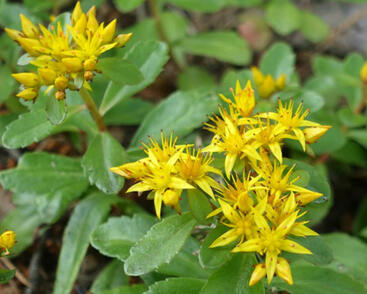 Rozchodník vždyživý