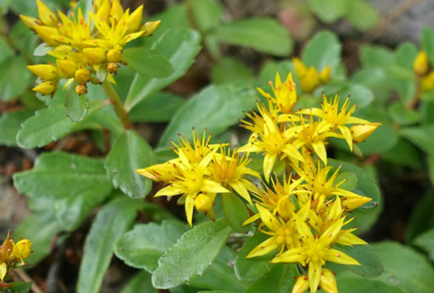 Rozchodník vždyživý - Sedum aizoon