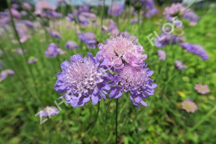 Hlaváč fialový 'Misty Butterflies' - Scabiosa columbaria 'Misty Butterflies'