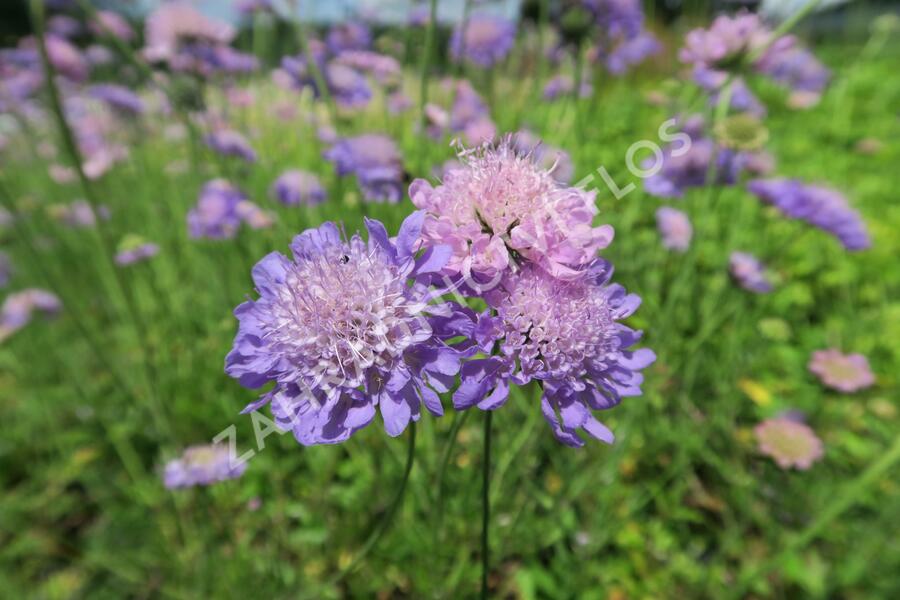 Hlaváč fialový 'Misty Butterflies' - Scabiosa columbaria 'Misty Butterflies'