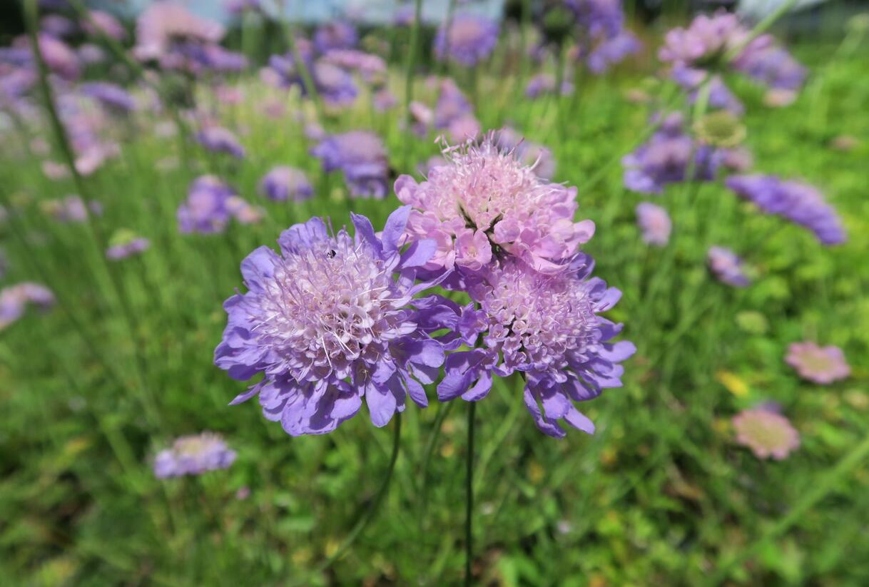 Hlaváč fialový 'Misty Butterflies' - Scabiosa columbaria 'Misty Butterflies'