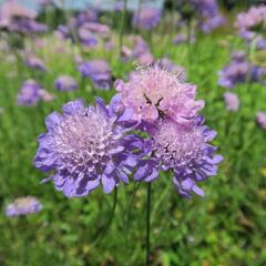 Hlaváč fialový 'Misty Butterflies' - Scabiosa columbaria 'Misty Butterflies'