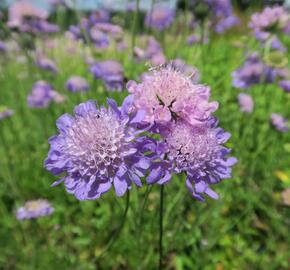 Hlaváč fialový 'Misty Butterflies' - Scabiosa columbaria 'Misty Butterflies'