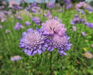 Hlaváč fialový 'Misty Butterflies'