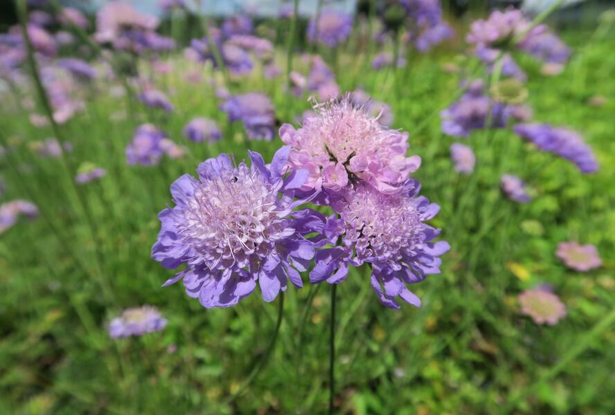 Hlaváč fialový 'Misty Butterflies' - Scabiosa columbaria 'Misty Butterflies'