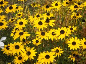 Třapatka zářivá - Rudbeckia fulgida var. fulgida