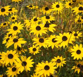 Třapatka zářivá - Rudbeckia fulgida var. fulgida