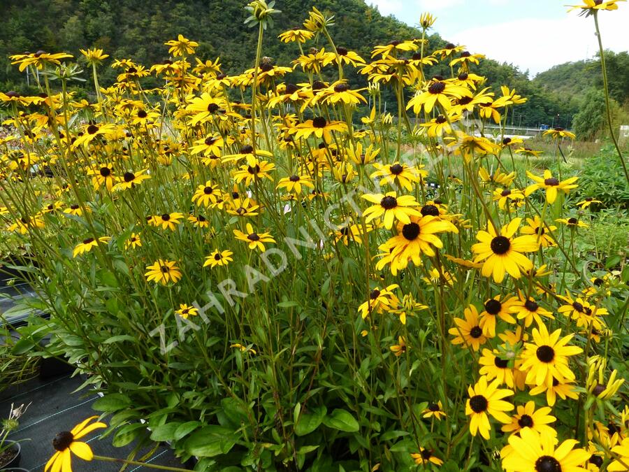 Třapatka zářivá - Rudbeckia fulgida var. fulgida