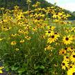 Třapatka zářivá - Rudbeckia fulgida var. fulgida