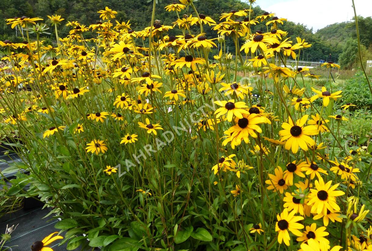Třapatka zářivá - Rudbeckia fulgida var. fulgida