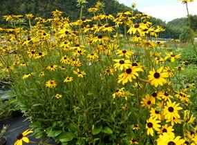 Třapatka zářivá - Rudbeckia fulgida var. fulgida