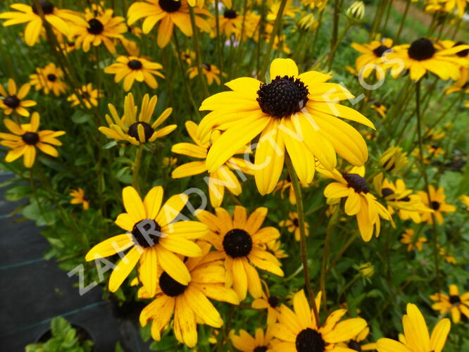 Třapatka zářivá - Rudbeckia fulgida var. fulgida