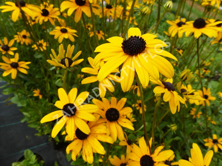 Třapatka zářivá - Rudbeckia fulgida var. fulgida