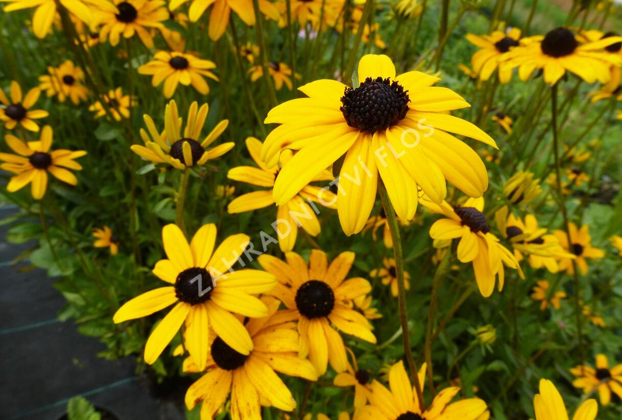 Třapatka zářivá - Rudbeckia fulgida var. fulgida