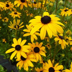 Třapatka zářivá - Rudbeckia fulgida var. fulgida