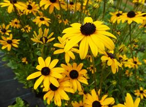 Třapatka zářivá - Rudbeckia fulgida var. fulgida