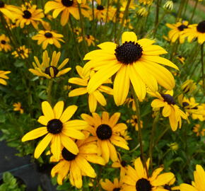 Třapatka zářivá - Rudbeckia fulgida var. fulgida