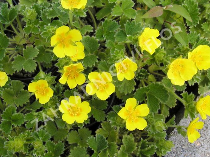 Mochna velkokvětá - Potentilla megalantha