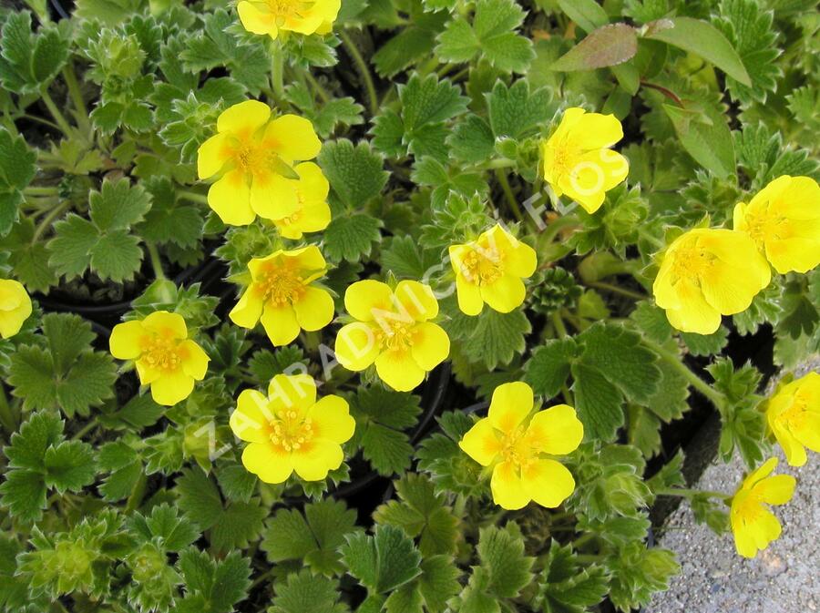 Mochna velkokvětá - Potentilla megalantha