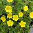 Mochna velkokvětá - Potentilla megalantha