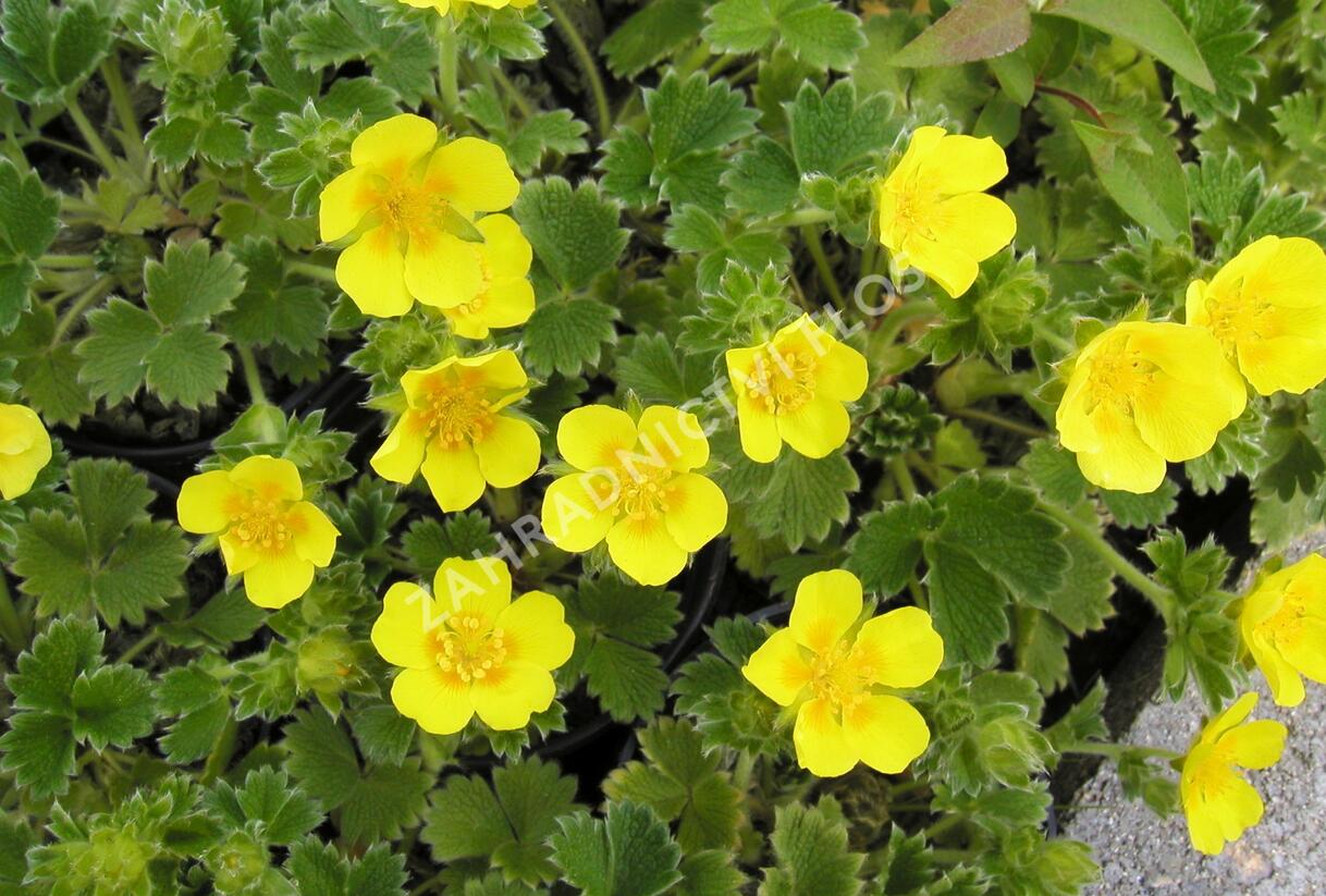 Mochna velkokvětá - Potentilla megalantha