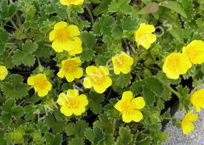 Mochna velkokvětá - Potentilla megalantha