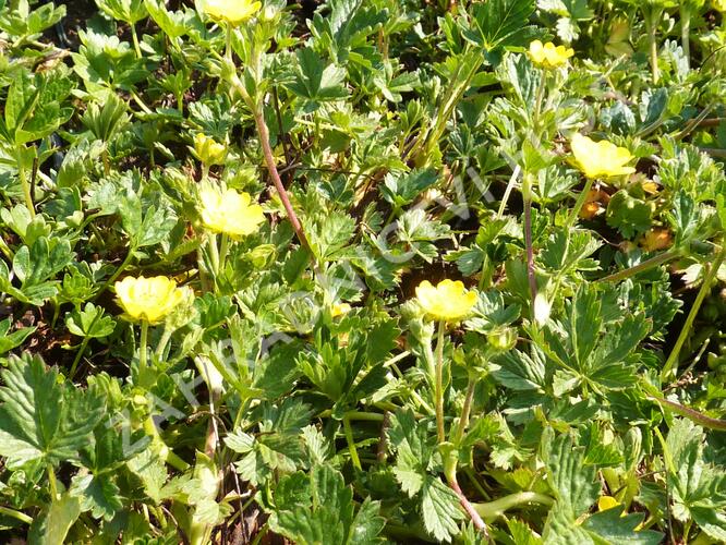 Mochna alpská - Potentilla crantzii