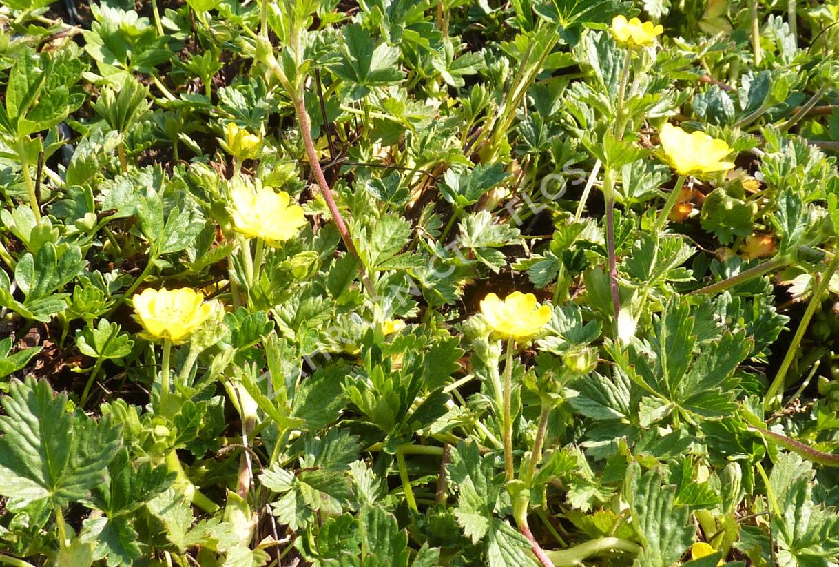 Mochna alpská - Potentilla crantzii