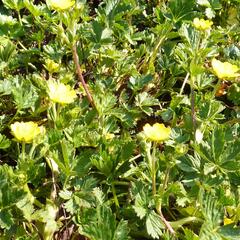 Mochna alpská - Potentilla crantzii