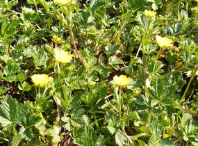 Mochna alpská - Potentilla crantzii
