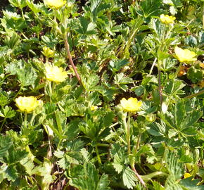 Mochna alpská - Potentilla crantzii