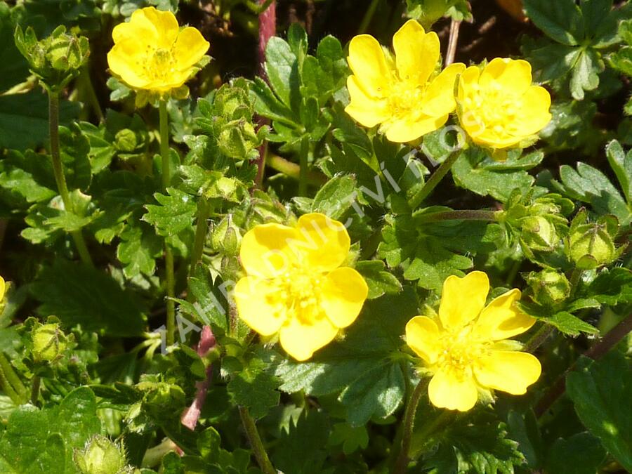 Mochna alpská - Potentilla crantzii