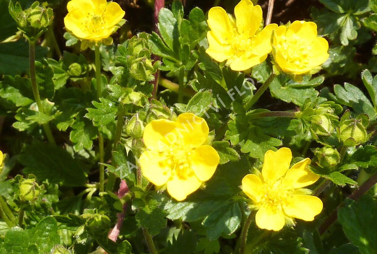 Mochna alpská - Potentilla crantzii