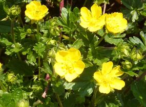 Mochna alpská - Potentilla crantzii
