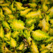 Pochvatec, Pokojová kopřiva 'Wildfire Flicker' - Coleus blumei 'Wildfire Flicker'