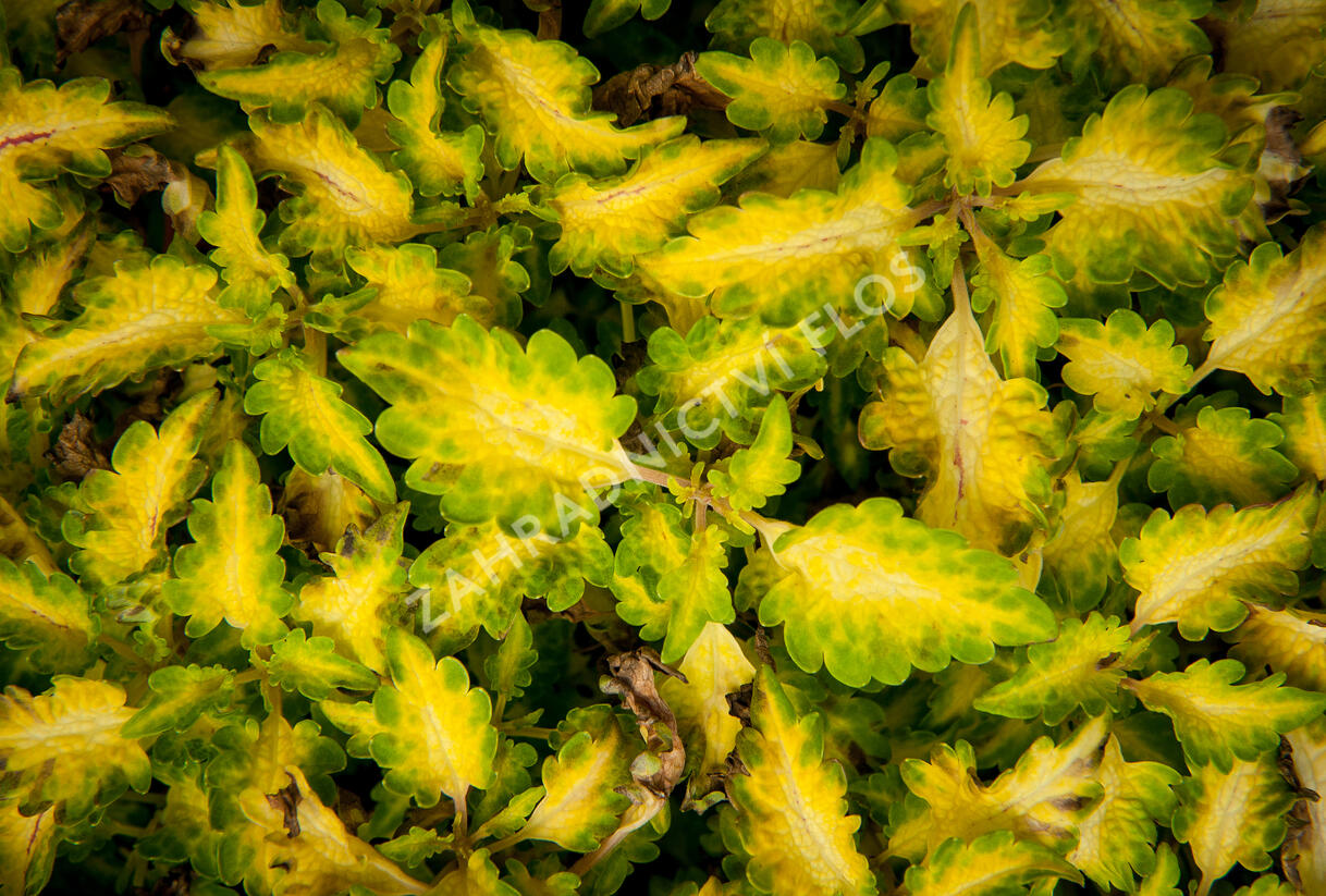 Pochvatec, Pokojová kopřiva 'Wildfire Flicker' - Coleus blumei 'Wildfire Flicker'