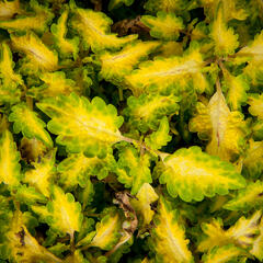 Pochvatec, Pokojová kopřiva 'Wildfire Flicker' - Coleus blumei 'Wildfire Flicker'