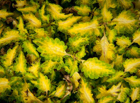Pochvatec, Pokojová kopřiva 'Wildfire Flicker' - Coleus blumei 'Wildfire Flicker'