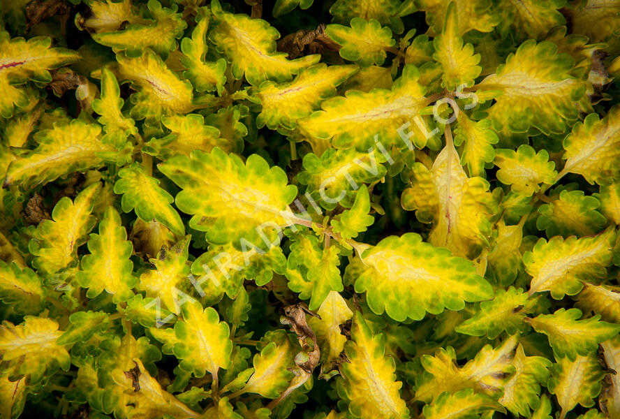 Pochvatec, Pokojová kopřiva 'Wildfire Flicker' - Coleus blumei 'Wildfire Flicker'