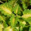 Pochvatec, Pokojová kopřiva 'Wildfire Flicker' - Coleus blumei 'Wildfire Flicker'