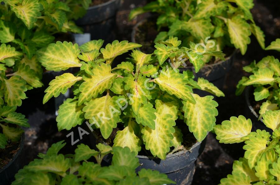 Pochvatec, Pokojová kopřiva 'Wildfire Flicker' - Coleus blumei 'Wildfire Flicker'