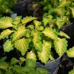 Pochvatec, Pokojová kopřiva 'Wildfire Flicker' - Coleus blumei 'Wildfire Flicker'
