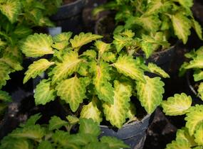 Pochvatec, Pokojová kopřiva 'Wildfire Flicker' - Coleus blumei 'Wildfire Flicker'